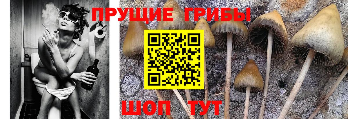 Галлюциногенные грибы Psilocybine cubensis Нижневартовск